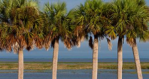 A row of palm trees in front of a body of water.