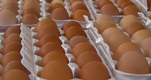 An array of fresh brown eggs in open egg cartons.