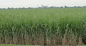 sugarcane field