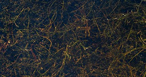 A close-up photo of hydrilla in a lake