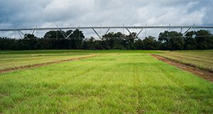 A photo of a field of sod with irrigation apparatus