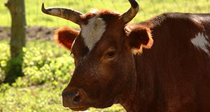 a close up photo of a bull.