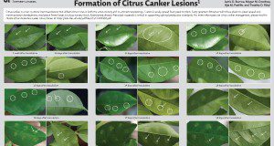 thumbnail image of formation of citrus canker lesions poster.