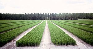 Improved bare root slash pine seedlings growing in a Florida forest tree nursery.