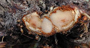 A close up cross-section of a strawberry fruit with charcoal rot.