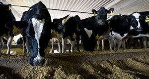 Dairy cows feeding at a trough inside a shelter