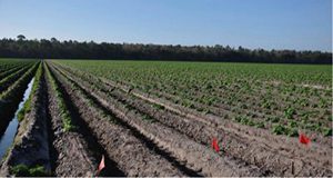 A Florida potato field