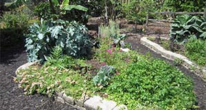 A photo of a community garden.