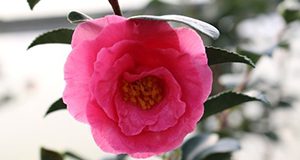 a close up photo of a camellia flower