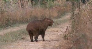 A capybara out for a stroll on a dry path among tall grasses.
