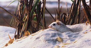 A photo of a Santa Rosa beach mouse peering philosophically out from their hole in an oceanfront dune, with dune plants gracing the background