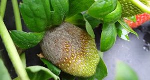 A close up photo of a green and brown strawberry on the plant.