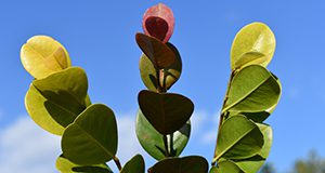 A close up photo of the new growth tips of three different cocoplum varieties