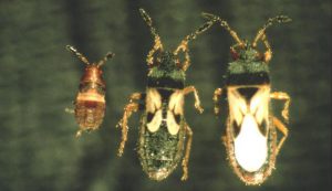 Southern chinch bugs