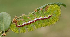 a close up photo of an Io moth caterpillar on a branch