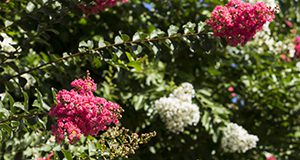 crapemyrtle blooms