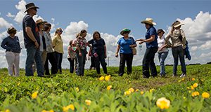 a group of people standing in a perennial peanut field