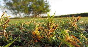 close up photo showing Characteristic tufting damage to ‘Celebration’ bermudagrass shoots in a heavily-infested golf course fairway.