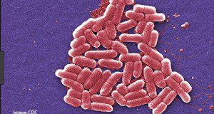 microscopic image of soil bacteria