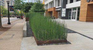 Scouring horsetail in a planter.