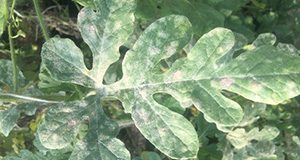 A close-up picture of a watermelon leaf exhibiting symptoms of powdery mildew.