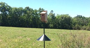 photo of a bluebird house