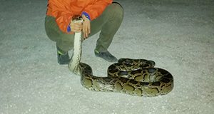 photo of a squatting scientist grasping and holding up a Burmese python behind the head