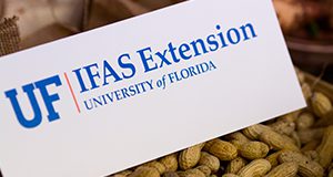 A photo of a UF/IFAS Extension sign sitting on peanuts.