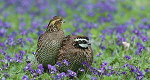 photo of quail