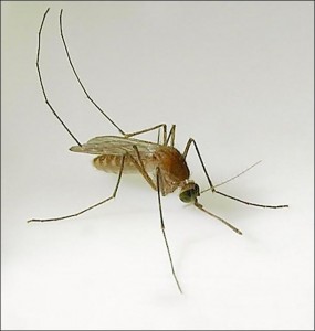 photo of a mosquito