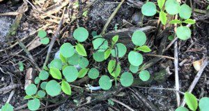 New seedling emergence of clustered pellitory in a citrus grove.