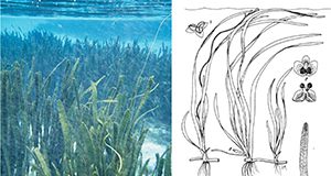 Tapegrass, Vallisneria americana. a) Tapegrass underwater meadow. b) Illustrations of male and female plants.