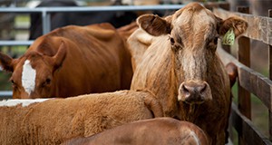 Beef Cattle at the Straughn Extension Professional Development Center and at the Horse Teaching Unit. Livestock, cows. UF/IFAS Photo by Tyler Jones.