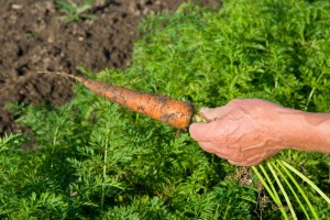 Photo of a man's hand holding a somewhat muddy carrot over a row of carrots growing in a field.