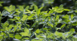 Alfalfa forage leaf