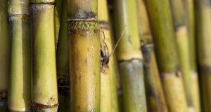 Sugar Cane stalks. UF/IFAS Photo by Tyler Jones.