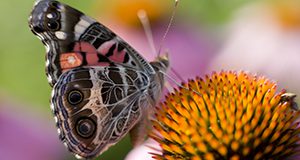 Close-up photo of a butterfly visiting a coneflower. UF/IFAS Photo by Tyler Jones.