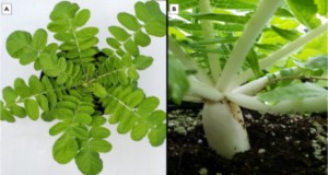 Healthy daikon radish foliage (A) and root (B) at approximately 6 weeks. Credits: Mary Dixon, UF/IFAS