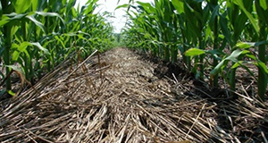 Organic corn planted in a cover crop of roller-crimped rye and hairy vetch.