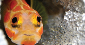 A close-up photo of an orange mottled Stonogobiops yasha fish hovering over its tiny eggs