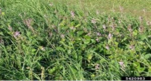 Greenleaf desmodium. Credits: Forest and Kim Starr, Starr Environmental, Bugwood.org