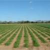 A feild of ryegrass.