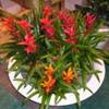 Bromeliad plant with shiny, colorful inflorescences.