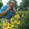 A man observing a bush of yellow flowers.