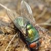 Dorsal view of the common green bottle fly, Lucilia sericata (Meigen).
