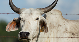 Bull in Ona, Florida.