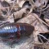 Lateral-dorsal view of an adult Florida woods cockroach, Eurycotis floridana (Walker).