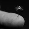 Black-and-white image of a water droplet balanced in the center of a dandelion seed, which in turn is balanced on a single finger.