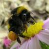 A bumble bee, Bombus sp., with full pollen basket.