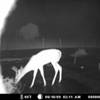 A deer browsing wildflowers during the night.